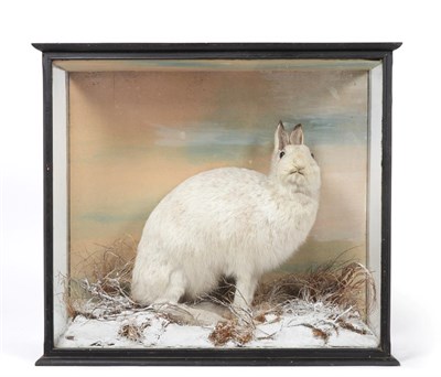 Lot 184 - Taxidermy: Scottish Mountain Hare (Lepus timidus), circa 1900, by W.A. Macleay, Birdstuffer &...
