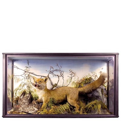 Lot 191 - Taxidermy: A Late Victorian Cased Red Fox (Vulpes vulpes) circa 1880-1900, by Jefferies of...