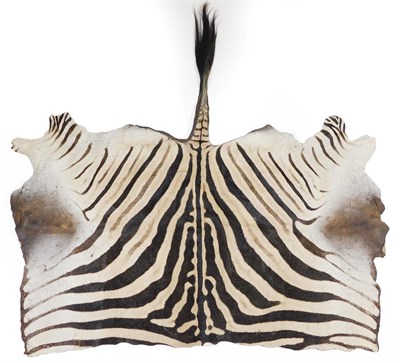 Lot 193 - Taxidermy: Burchell's Zebra Flank Skin Rug (Equus quagga), circa late 20th century, flat flank skin