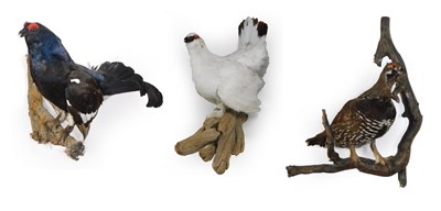 Lot 194 - Taxidermy: Spruce Grouse, Rock Ptarmigan and Black Grouse, modern, three full mounts, all...