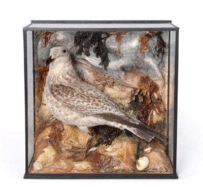 Lot 197 - Taxidermy: A Cased Herring Gull (Larus argentatus), by H.T. Shopland, Taxidermist, Carver & Gilder