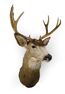 Lot 199 - Taxidermy: White-Tailed Deer (Odocoileus virginianus), circa late 20th century, adult shoulder...