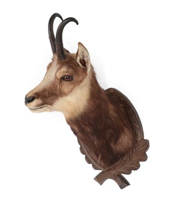 Lot 200 - Taxidermy: Alpine Chamois (Rupicapra rupicapra), circa late 20th century, adult shoulder mount with