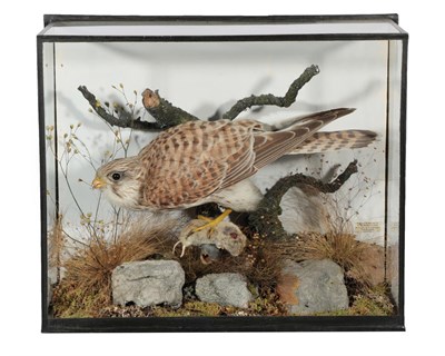 Lot 202 - Taxidermy: A Cased Common Kestrel (Falco tinnunculus), 1872-1961, by Henry Murray & Son, Bank...