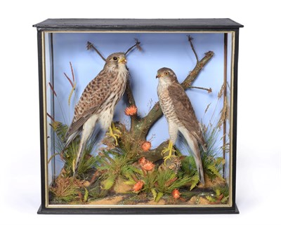 Lot 203 - Taxidermy: A Cased Common Kestrel and Sparrowhawk, by W. Lowne, Fuller's Hill Aviaries, Great...