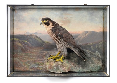 Lot 204 - Taxidermy: A Late Victorian Cased Peregrine Falcon (Falco peregrinus), by Henry Murray & Son,...