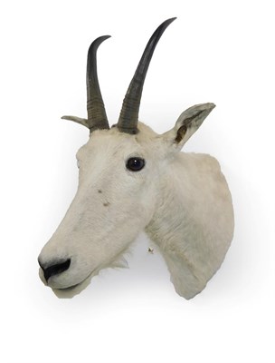 Lot 205 - Taxidermy: Rocky Mountain Goat (Oreamnos americanus), circa late 20th century, adult neck mount...