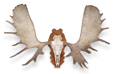Lot 208 - Antlers/Horns: Very Large Moose Antlers (Alces alces), circa late 20th century, a very large...
