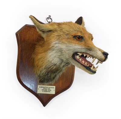 Lot 209 - Taxidermy: A Red Fox Mask (Vulpes vulpes), circa 02/12/1938, an adult head mount turning...
