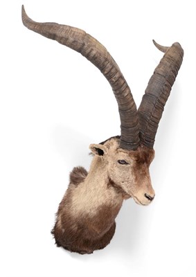 Lot 212 - Taxidermy: Western Spanish Ibex (Capra pyrenaica victoriae), circa late 20th century, adult...