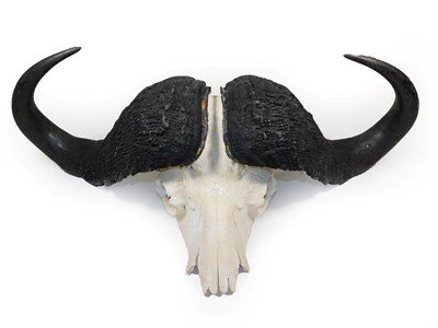Lot 213 - Antlers/Horns: Cape Buffalo (Syncerus caffer), circa late 20th century, large adult horns on...
