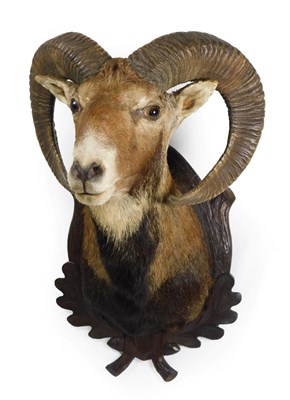 Lot 214 - Taxidermy: European Mouflon (Ovis aries musimon), circa late 20th century, adult shoulder mount...