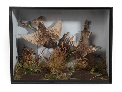 Lot 215 - Taxidermy: A Late Victorian Cased Starling and House Sparrow, by T.E. Gunn, Naturalist, 86 St Giles