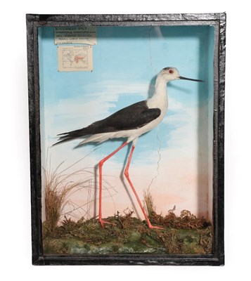 Lot 217 - Taxidermy: A Victorian Cased Black-Winged Stilt (Himantopus himantopus), a full mount male stood in
