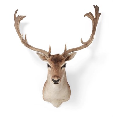 Lot 221 - Taxidermy: Fallow Deer (Dama dama), circa late 20th century, adult shoulder mount looking...