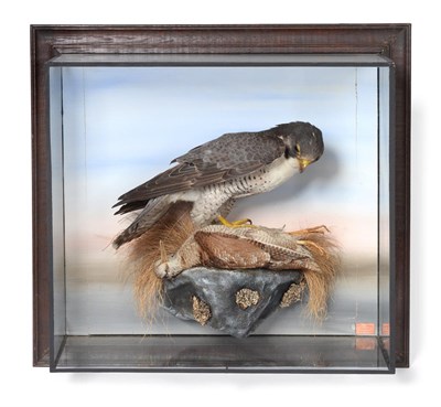Lot 224 - Taxidermy: A Late Victorian Cased Peregrine Falcon (Falco peregrinus), circa 1887-1920, by John...