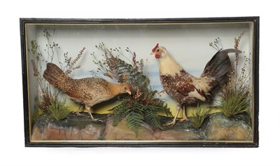 Lot 225 - Taxidermy: A Cased Pair of Dutch Bantams (Gallus gallus domesticus), by T. Roberts, Naturalist,...