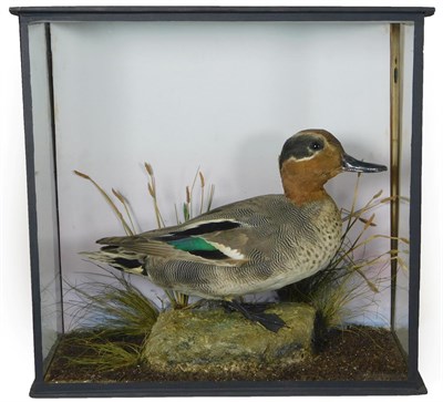 Lot 227 - Taxidermy: A Late Victorian Cased Eurasian Teal (Anas crecca), by J.L. Travis, Taxidermist &...