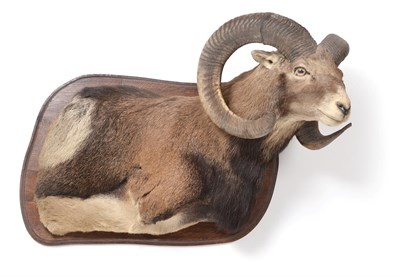 Lot 228 - Taxidermy: European Mouflon (Ovis aries musimon), circa late 20th century, large adult half...