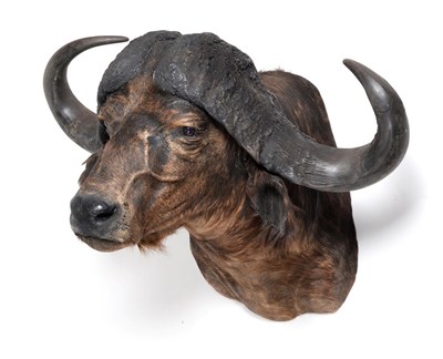 Lot 229 - Taxidermy: Cape Buffalo (Syncerus caffer), circa late 20th century, high quality large adult...