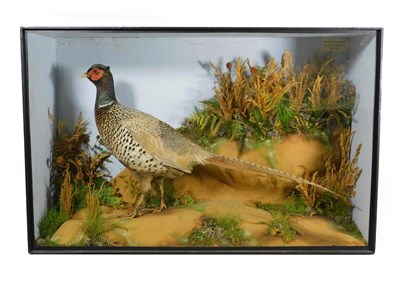 Lot 233 - Taxidermy: A Fine Quality Ring-Necked Pheasant (Phasinus colchicus), by T.E. Gunn, Naturalist,...