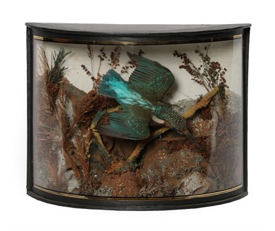 Lot 234 - Taxidermy: A Cased Common Kingfisher (Alcedo athis), in the manner of John Cooper & Sons, a...