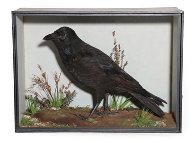 Lot 236 - Taxidermy: A Victorian Cased Carrion Crow (Corvus corone), by T.E. Gunn, 86 St Giles Street,...