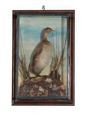 Lot 237 - Taxidermy: A Wall Cased Little Grebe (Tachybaptus ruficollis), by H.T. Bull, Bird and Animal...