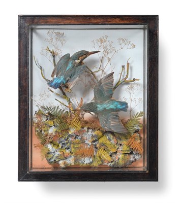 Lot 241 - Taxidermy: A Wall Cased Pair of Common Kingfishers (Alcedo athis), circa 1900, by Thomas...