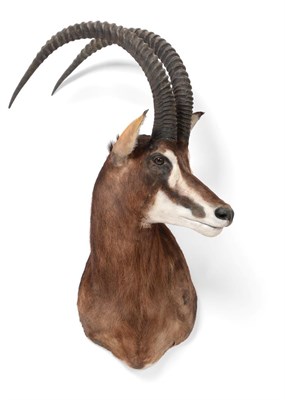 Lot 242 - Taxidermy: Southern Sable Antelope (Hippotragus niger niger), circa late 20th century, high quality