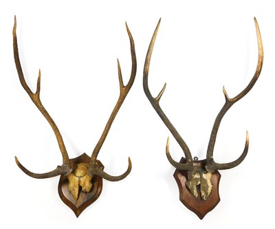 Lot 244 - Antlers/Horns: Two Sets of Sambar Antlers (Rusa unicolor), circa 1870-1900, by Rowland Ward & Henry