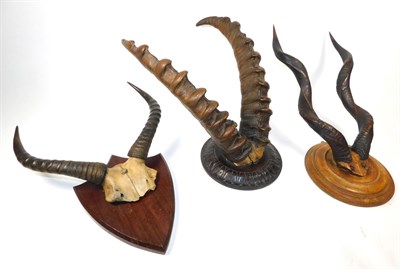 Lot 245 - Antlers/Horns: Three Sets of Hunting Trophy Horns, circa 1900-1920, a set of Lesser Kudu horns...