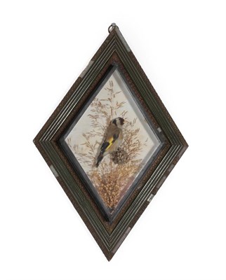 Lot 247 - Taxidermy: A Diamond Shaped Cased European Goldfinch (Carduelis carduelis), by George Bazeley,...