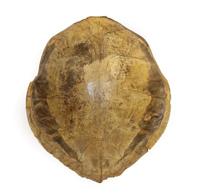 Lot 250 - Natural History: Green Turtle Shell (Chelonia mydas), circa early 20th century, a large adult Green