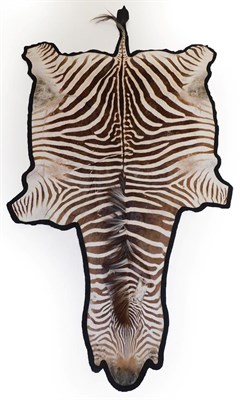 Lot 252 - Taxidermy: Burchell's Zebra Flat Skin Rug (Equus quagga), circa late 20th century, a full flat skin