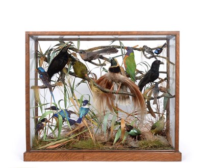 Lot 254 - Taxidermy: A Superb Case of Australasian Birds, circa 1900, by Charles Kirk (1872-1922),...
