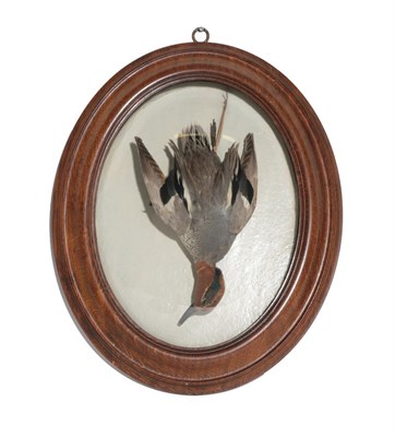 Lot 255 - Taxidermy: A Wall Domed Teal (Anas crecca), by Henry Ward (1812-1878), 2 Vere Street, London,...