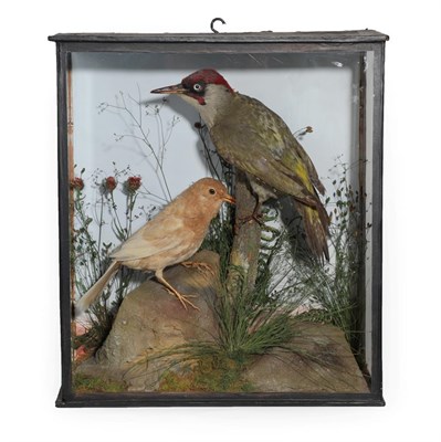 Lot 257 - Taxidermy: A Late Victorian Cased Golden Blackbird and Green Woodpecker, by Edwin Catt, Naturalist