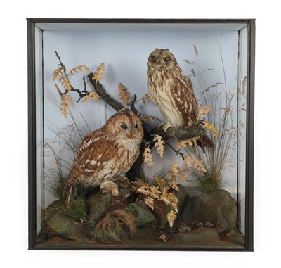 Lot 259 - Taxidermy: A Victorian Cased Diorama of Owls, by Chas Jefferys, Naturalist, Tetbury, a full...