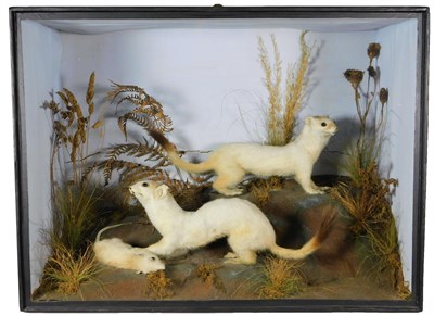Lot 260 - Taxidermy: A Victorian Cased Pair of Ermine (Mustela erminea), by Thomas Robert's & Son, 34...