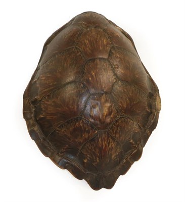 Lot 261 - Natural History: Green Turtle Shell (Chelonia mydas), circa early 20th century, a large adult Green