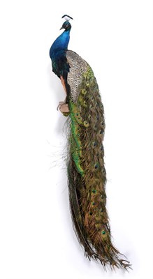 Lot 262 - Taxidermy: Indian Peacock (Pavo cristatus), modern, by Adrian Johnstone, Taxidermy, Gainford,...