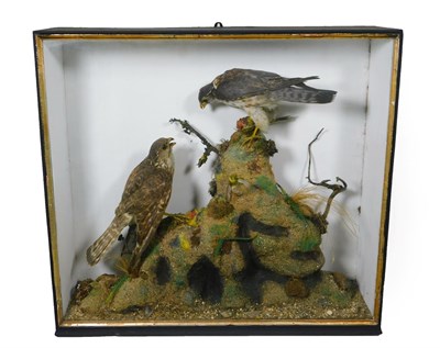 Lot 263 - Taxidermy: A Cased Late Victorian Pair of Merlins (Falco columbarius), circa 1880-1900, a pair...