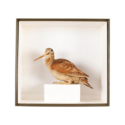 Lot 265 - Taxidermy: A Cased Woodcock (Scolopax) circa 21st century, full mount adult sat upon a...