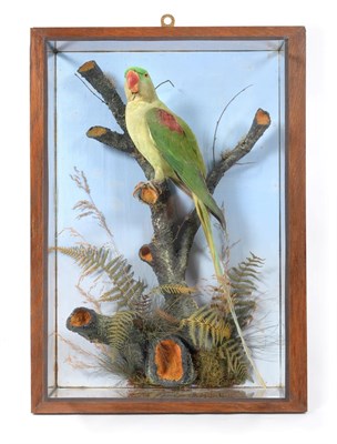 Lot 267 - Taxidermy: A Wall Cased Alexandrine Parakeet (Psittacula eupatria), by Albert Green,...