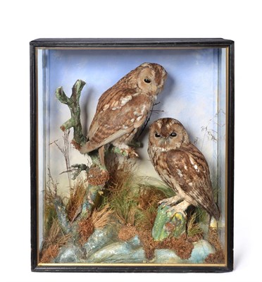 Lot 269 - Taxidermy: An Early 20th Century Cased Pair of Tawny Owls (Strix aluco), circa 1924, by E.F. Spicer