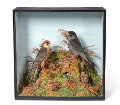 Lot 270 - Taxidermy: A Cased Pair of Red-footed Falcons (Falco vespertinus), 1851-1857, by T.M. Williams,...