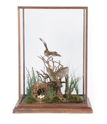 Lot 271 - Taxidermy: A Cased Pair of Common Chiff Chaff Warblers (Phylloscopus collybita), modern, by...