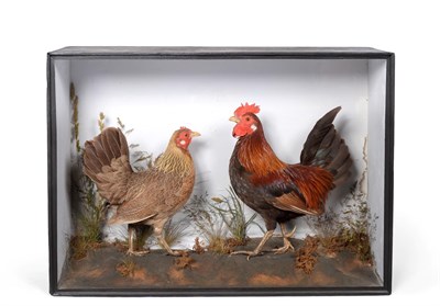 Lot 275 - Taxidermy: A Victorian Cased Pair of Spangled Hamburg Chickens Gallus gallus domesticus), by...