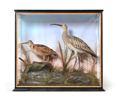 Lot 276 - Taxidermy: A Large Cased Curlew and Woodcock, by A.S. Hutchinson, Naturalists, 98 London...